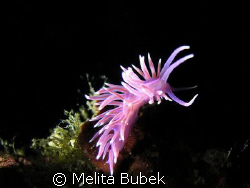 the dance of flabellina affinis by Melita Bubek 
